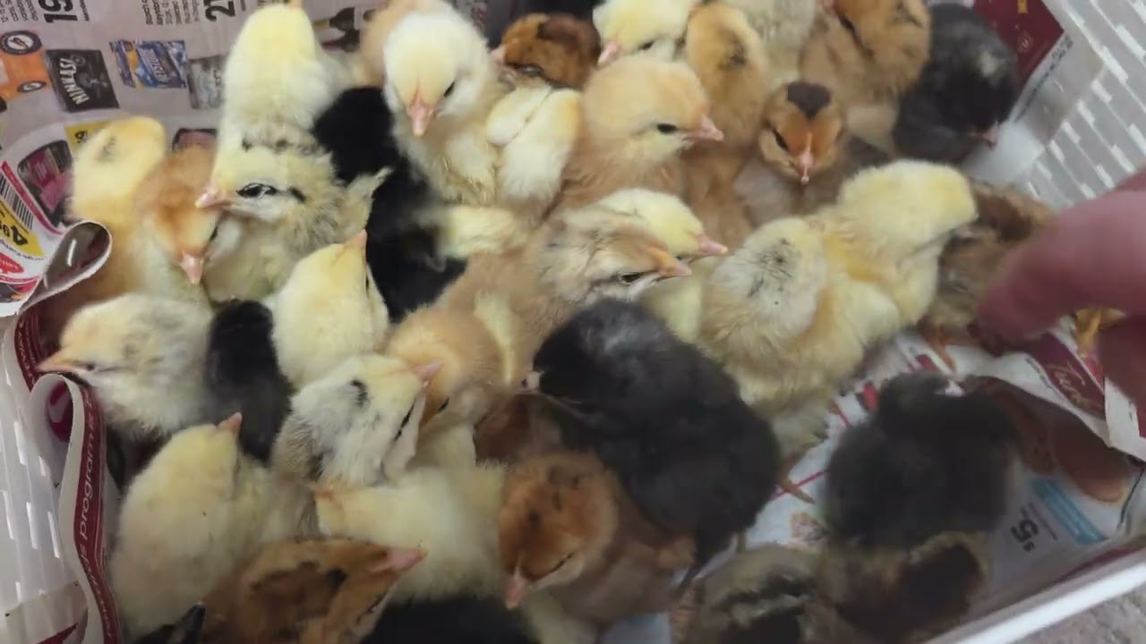 Baby chicks.Цыплята малыши. #shorts#baby checks