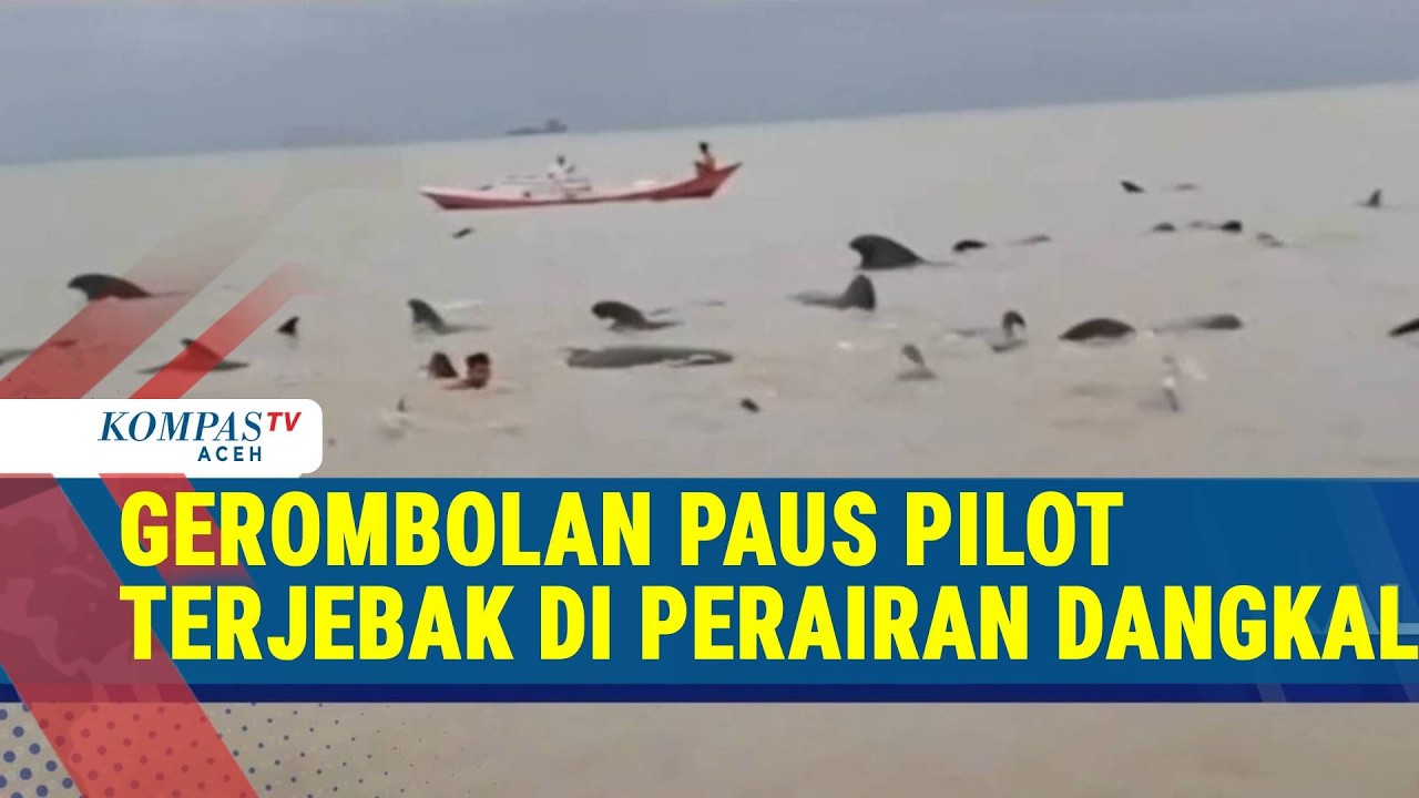 Belasan Paus Pilot Terdampar di Perairan Dangkal NTT