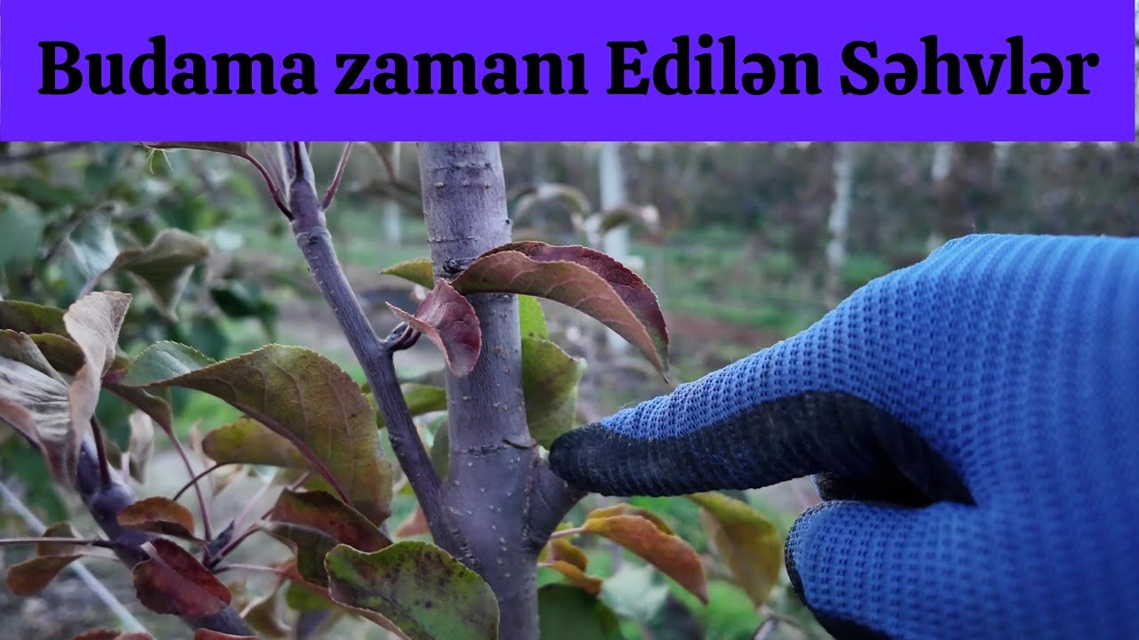 Alma Bağlarında Budamada olan səhvlər.