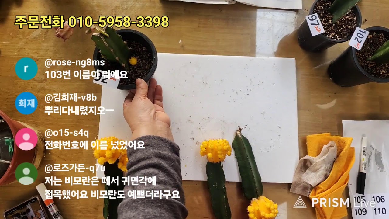 공주농원 수입게발 다육식물 라이브 방송