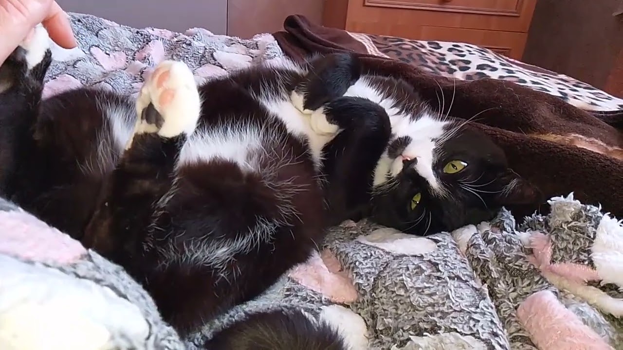 УЛЫБНИТЕСЬ!😸😻😊 КОТИКИ - ОБОРМОТИКИ!!🙀😽