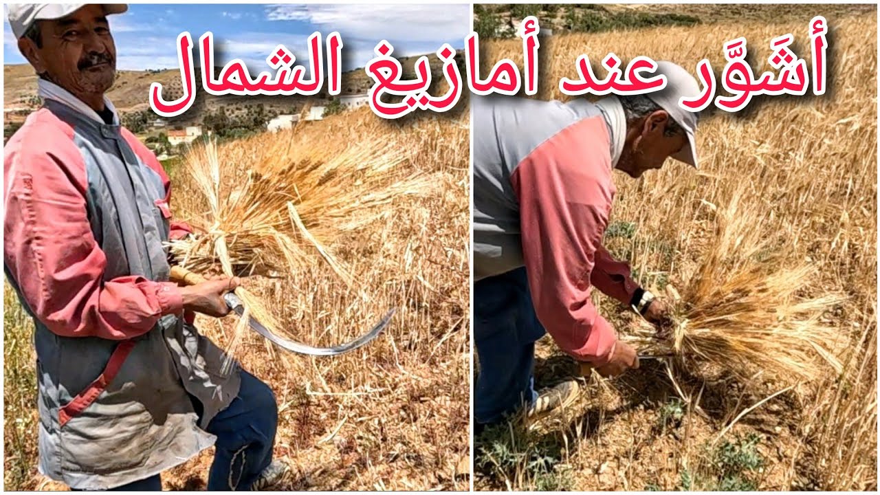 الحصاد بالطريقة التقليدية بجبال آيث تووين(إفرني) Achawer gi ifari gi aytozin