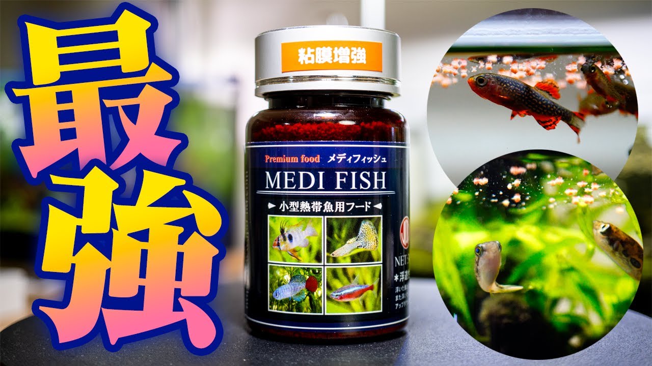 最強の人工飼料「メディフィッシュ」小型熱帯魚からアベニーパファーまで食べるって本当？ #アクアリウム 【ビバアクア】