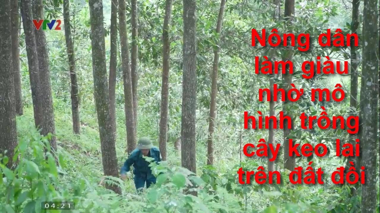 Nông dân làm giàu nhờ mô hình trồng cây keo lai trên đất đồi