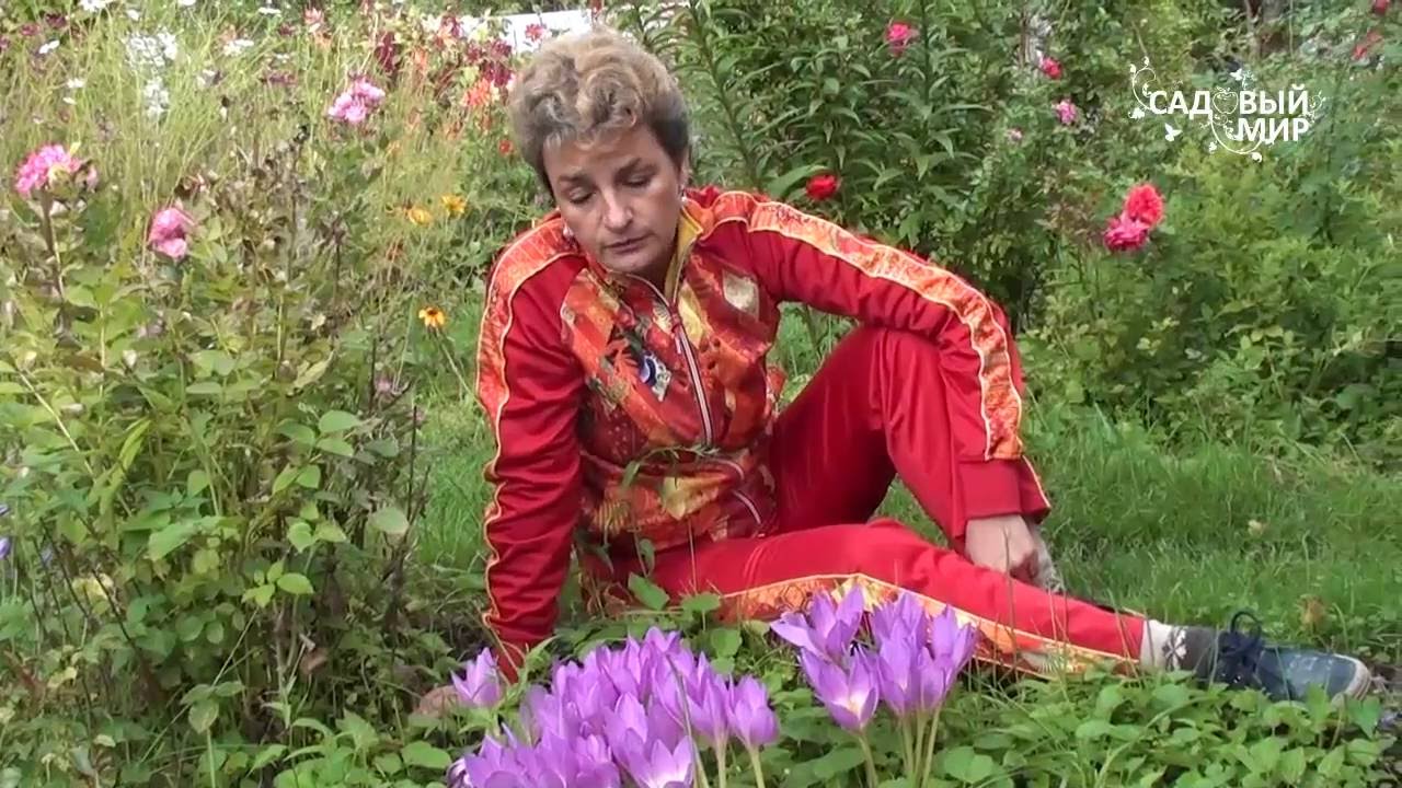 Неприхотливые цветы для сада. Безвременники. Сайт 