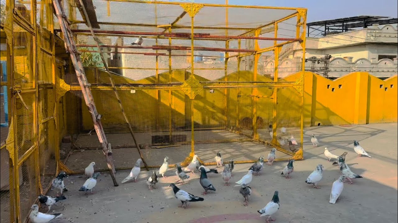 Bablu bhai ny aj aik or kabutar pakr Lia 😱 | Dar pigeons club | 