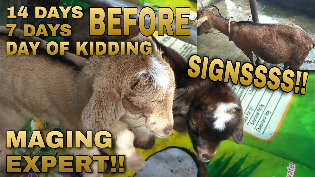GOAT SERIES #23: Mga Palatandaan na Manganganak na, 14 Days Before & Up to the Day of Kidding