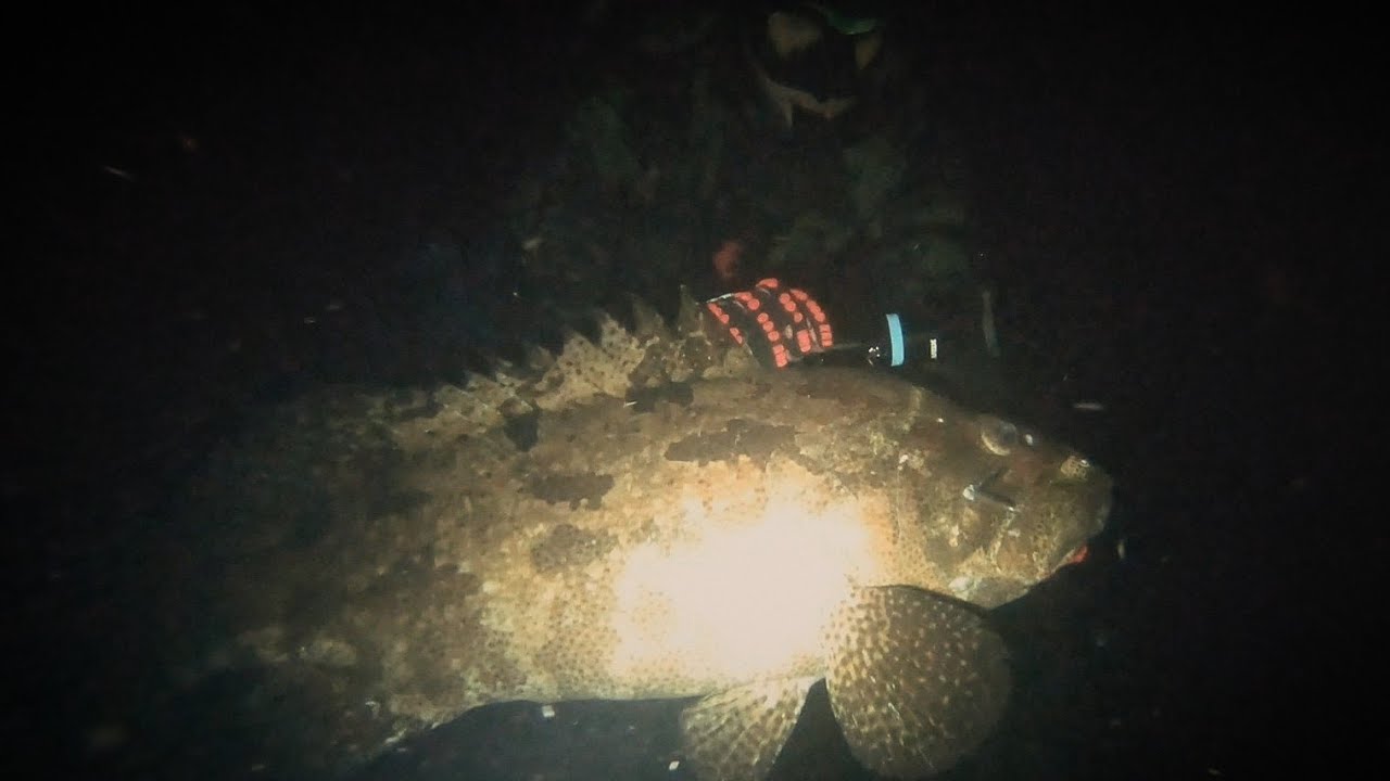 NIGHT SPEARFISHING!! || BIG GROUPERS and EMPEROR!! SPEARFISHING PHILIPPINES!
