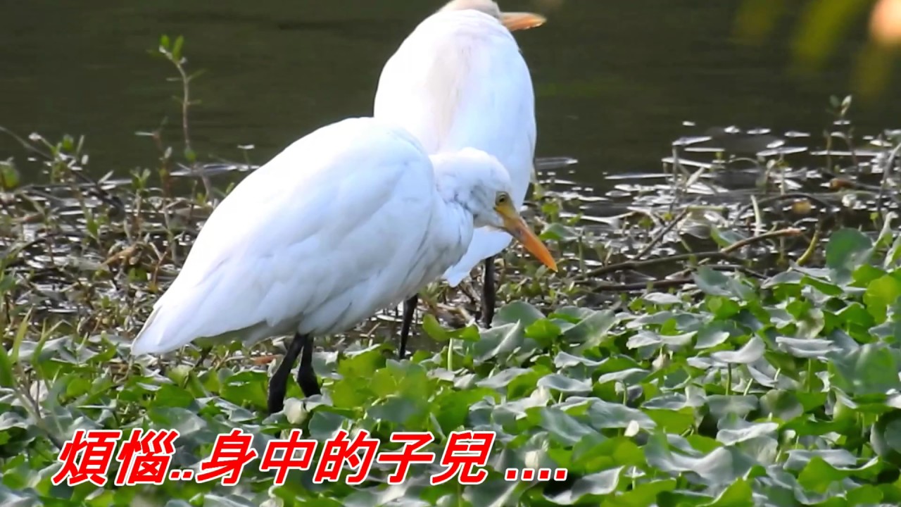 青春悲喜曲(江蕙).mp4