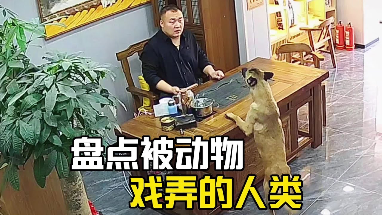 那些被動物戲弄的倒霉人類#看一遍笑一遍 #搞笑#搞笑视频 #搞笑挑战 #搞笑合集#搞笑視頻#爆笑