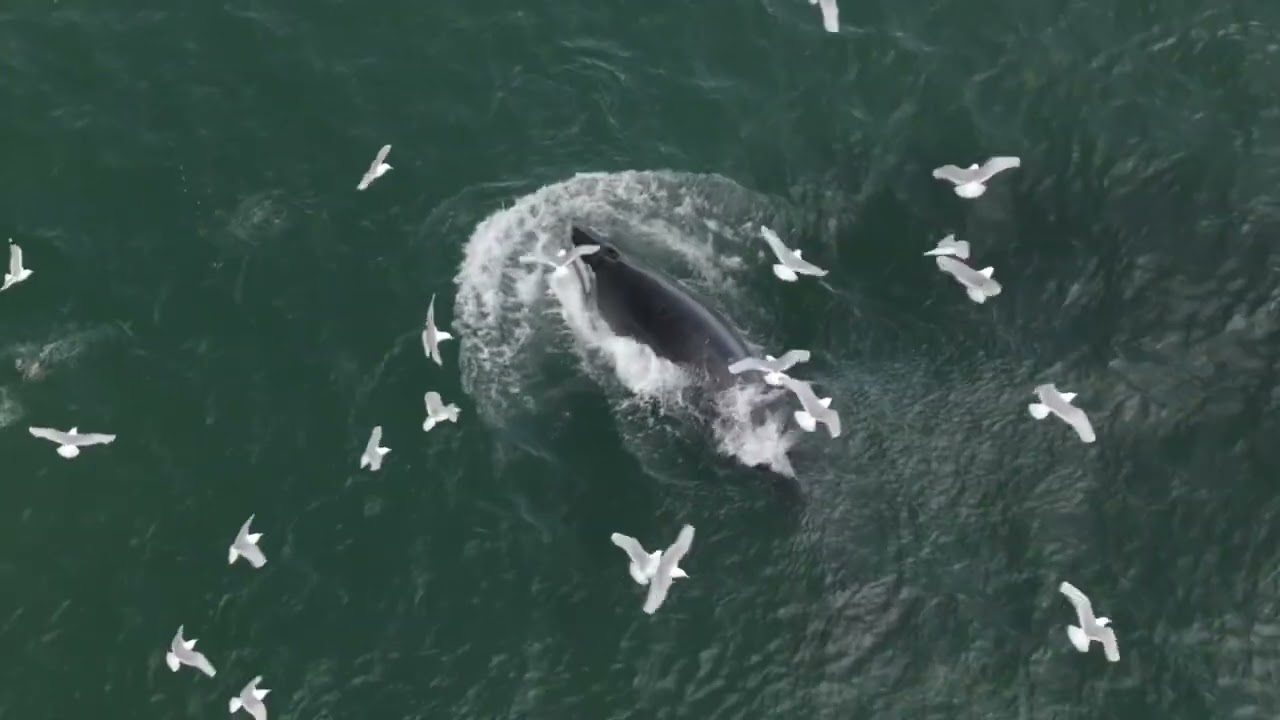 Drone Captures Spectacular Minke Whale Lunge Feeding Near Scottish Coast