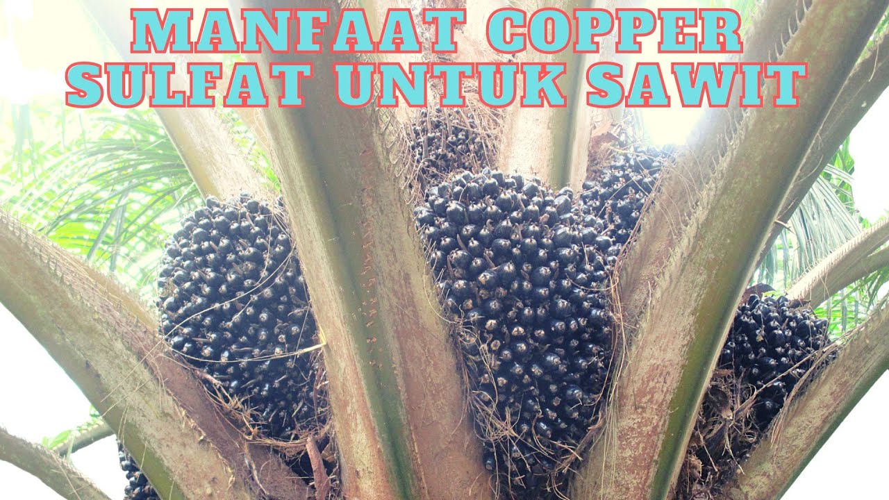 MANFAAT PUPUK COPPER SULFAT BAGI SAWIT