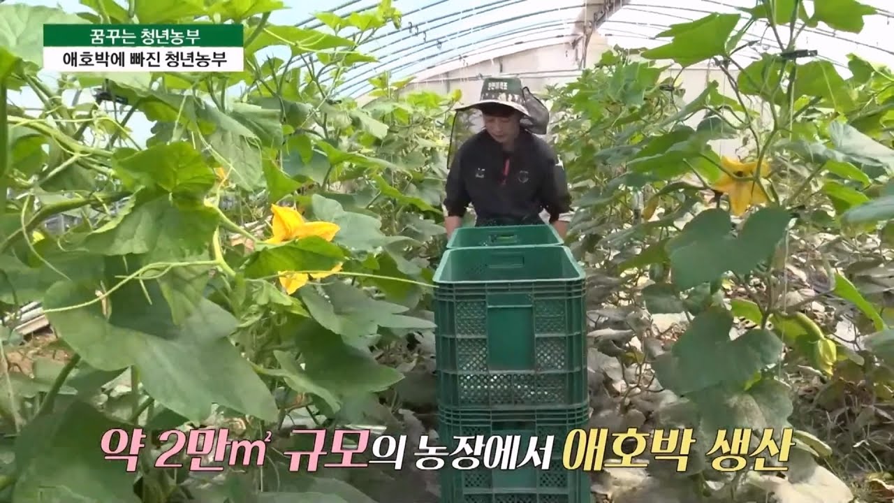 [꿈꾸는 청년농부] 애호박으로 행복한 농사꾼으로 변신, 청년농 최지용씨