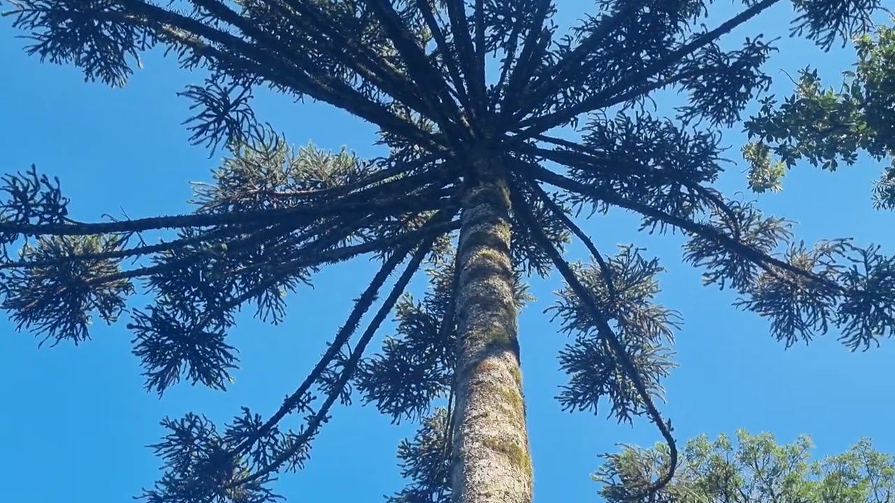 natureza preservada.