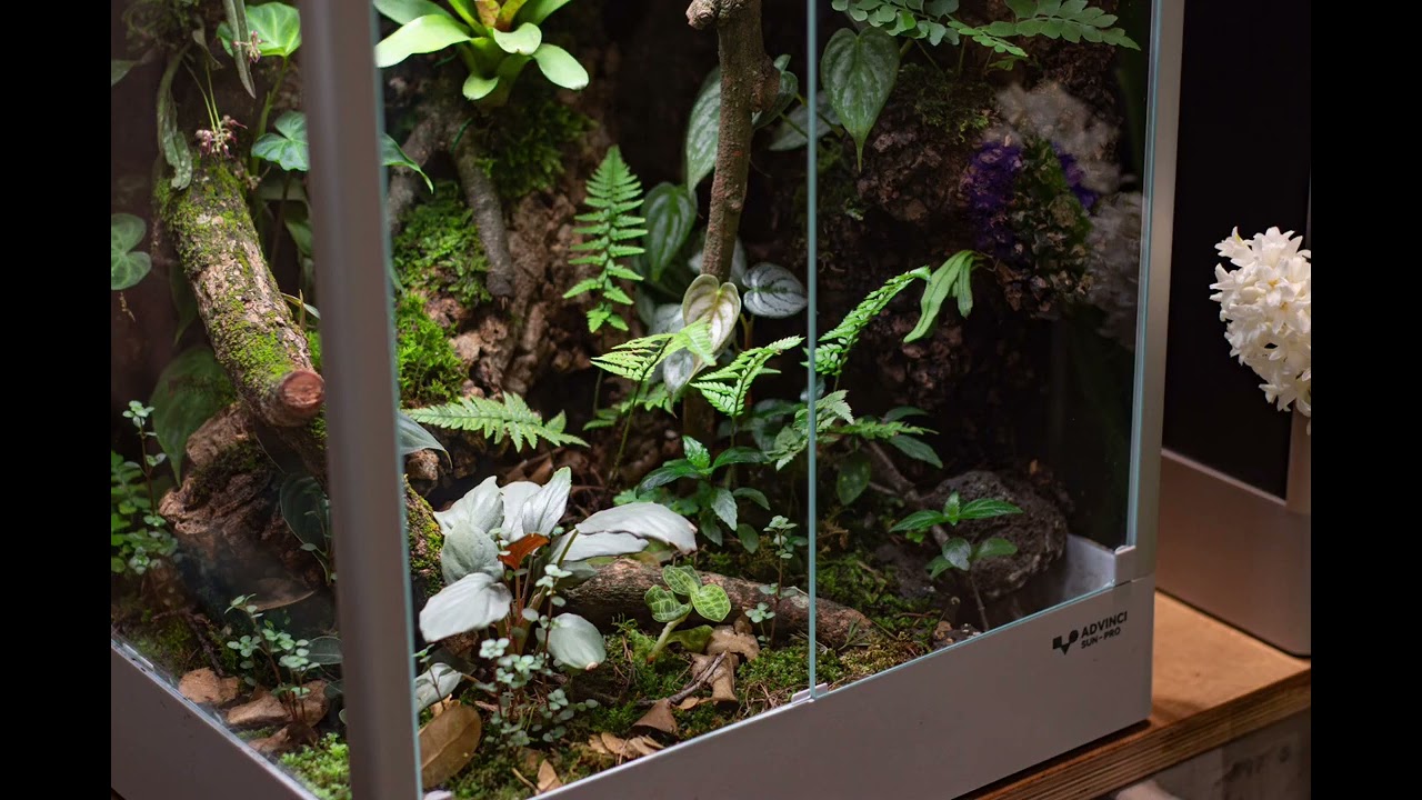 Transform Your Home with a Mini Rainforest Display