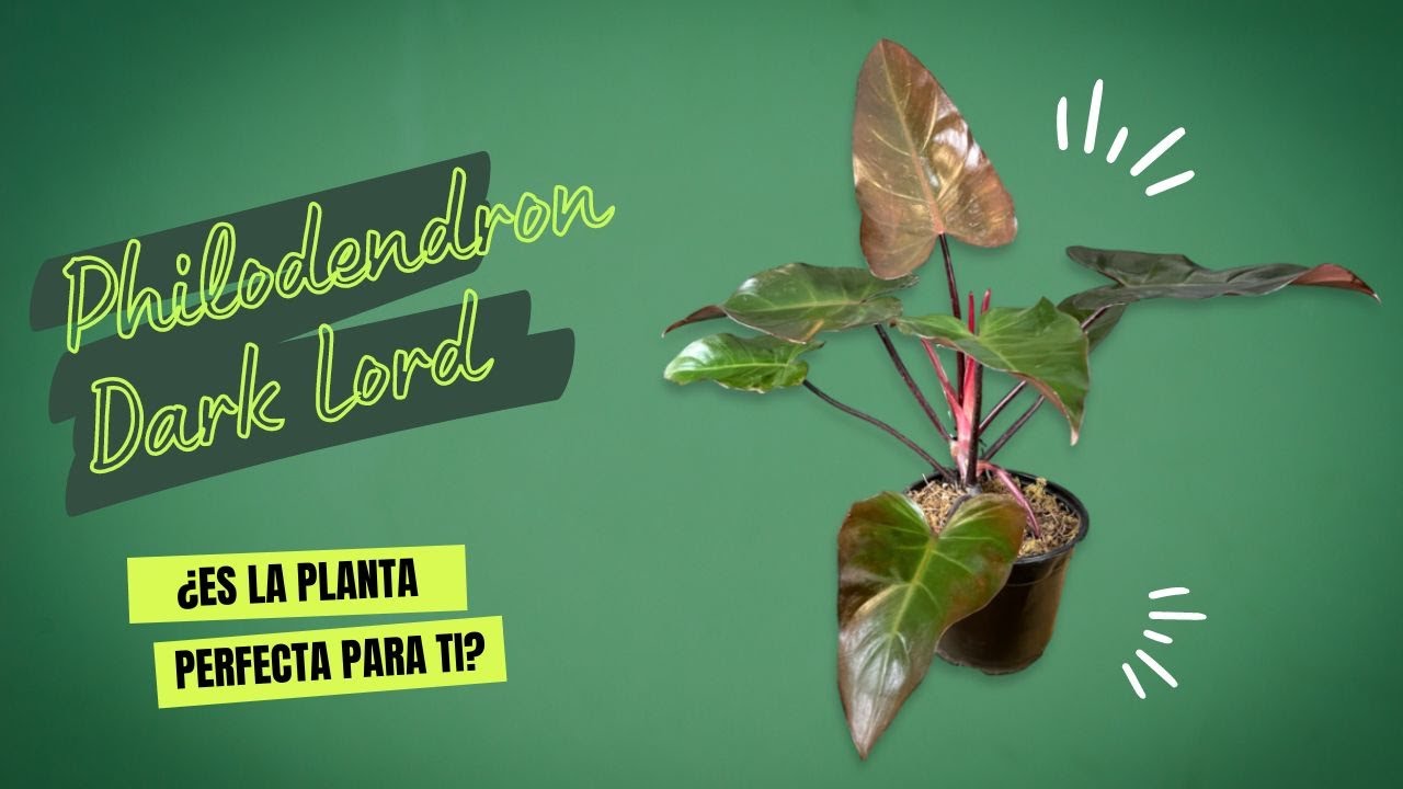 Philodendron Dark Lord 🦹‍♂️: Todo Lo Que Necesitas Saber