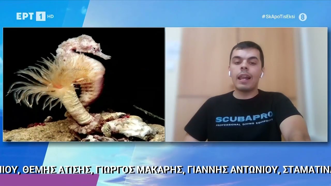Κύπρος: Η στιγμή που ένας αρσενικός ιππόκαμπος γεννά στον βυθό της θάλασσας| 17/9/23 | ΕΡΤ