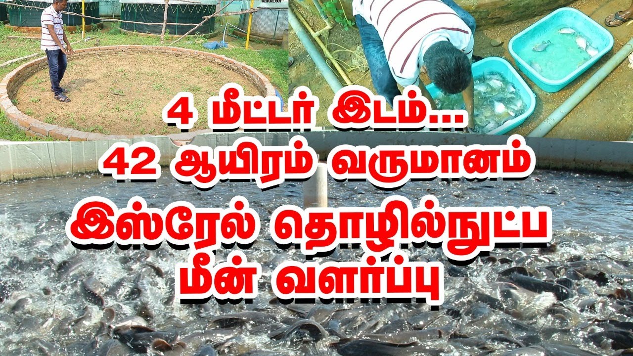 4 மீட்டரில் 42 ஆயிரம் தரும் இஸ்ரேல் மீன் வளர்ப்பு! BioFloc fish farming