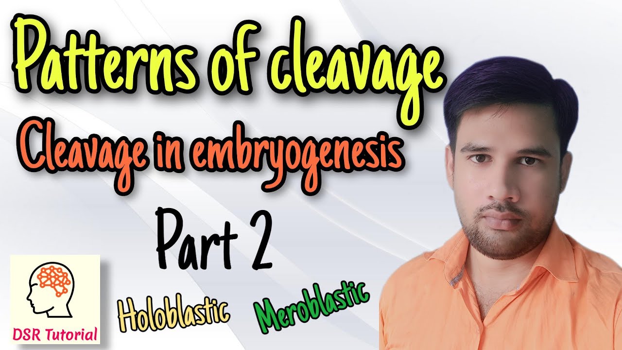 Patterns of cleavage, Cleavage in embryogenesis part 2, Holoblastic & Meroblastic
