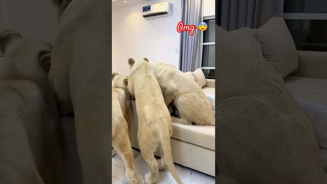 Lion cubs playing dubai sheikh Humaid Albuqaish #wildlife #wildliferescue #dubai