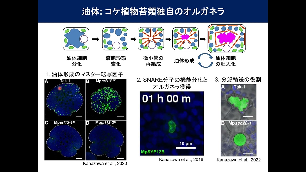 第20回わかしゃち奨励賞　基礎科学研究部門　最優秀賞　金澤建彦氏　「～シン・オルガネラ～膜交通と新規オルガネラ誕生機構の基盤研究」