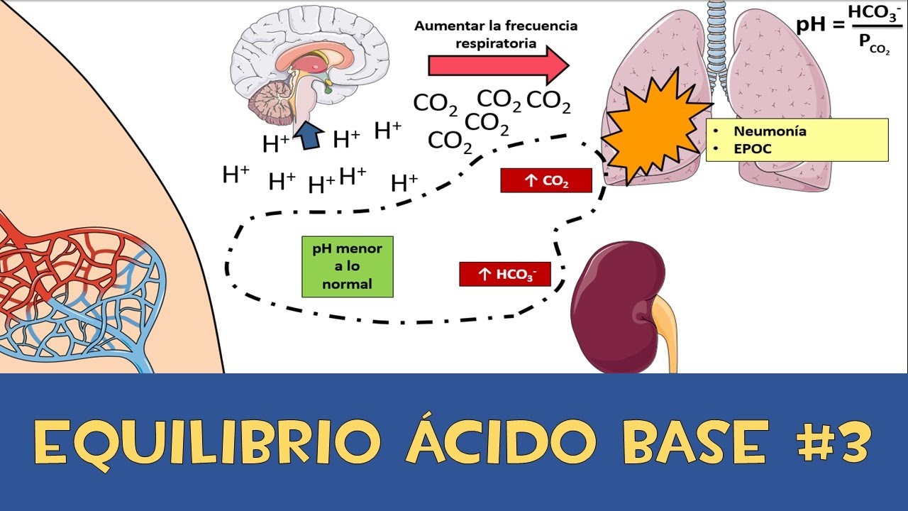 Equilibrio ácido base #3 💉 Amortiguador respiratorio y renal. Es carbaminohemoglobina.
