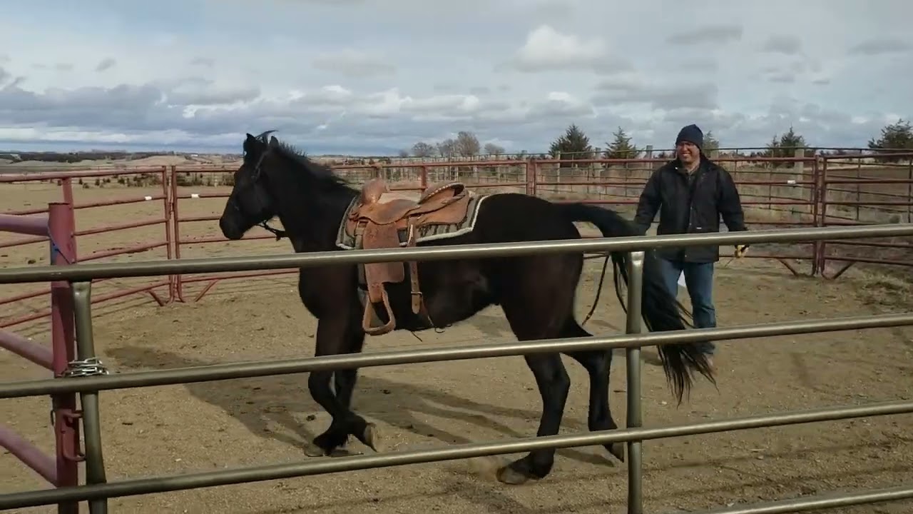 Training a Percheron Quarter Horse Cross