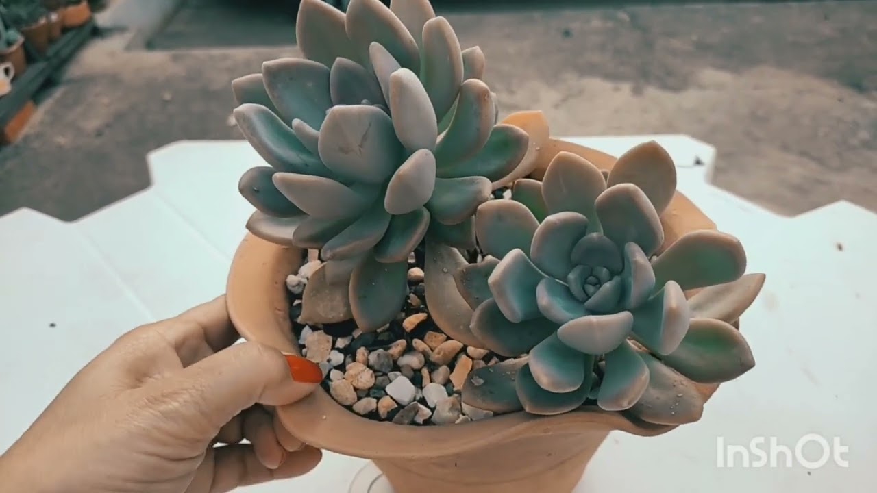 Graptov&eacute;ria  Supr&ecirc;me !