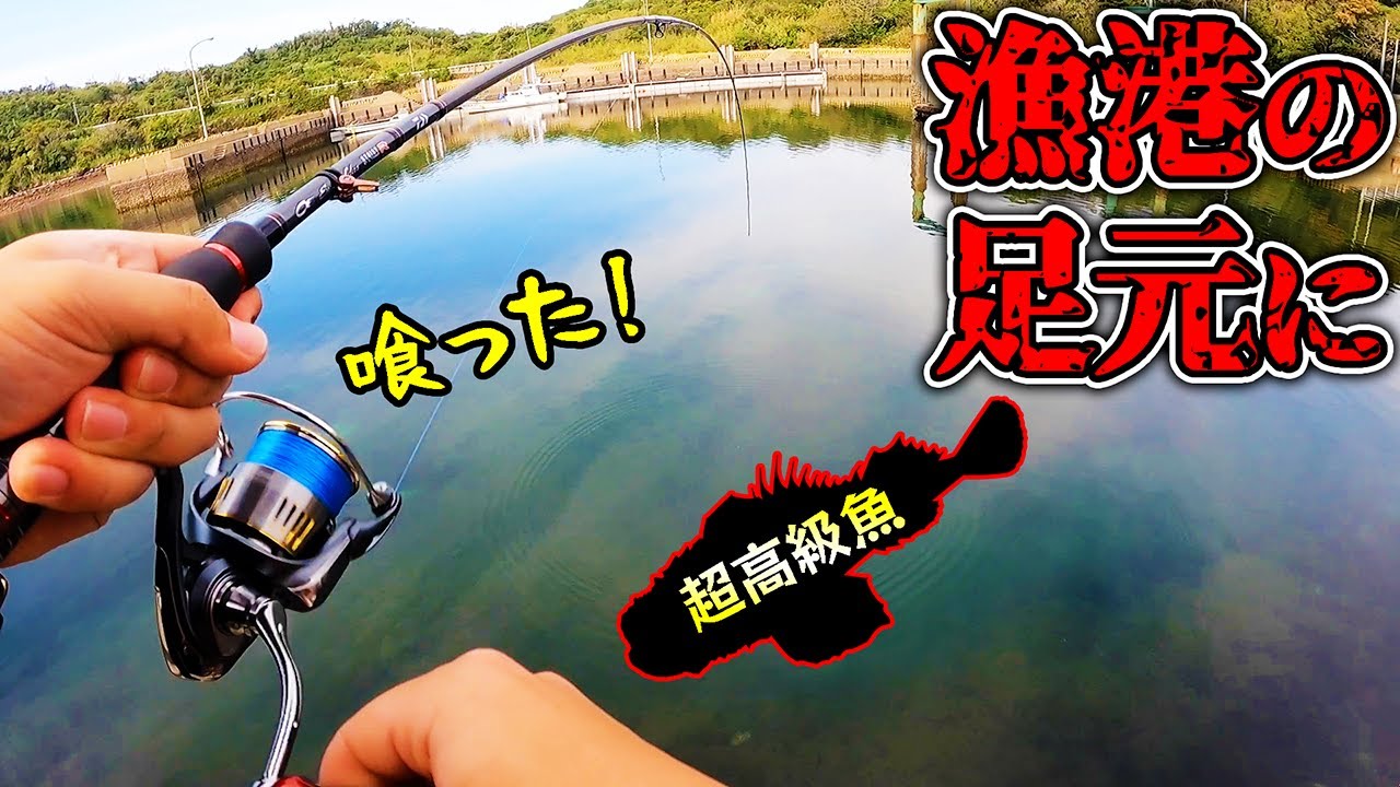【離島生活#52】漁港内に突然あの高級魚が現れて...！！