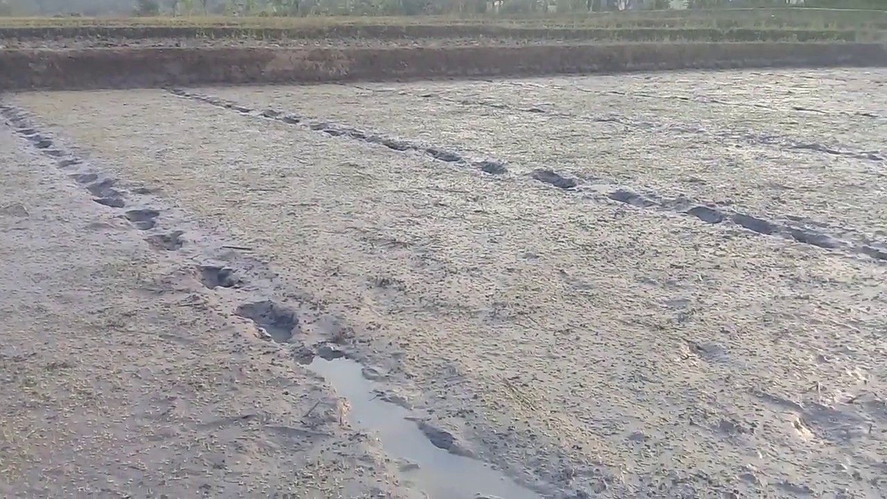 PERAWATAN BENIH PADI UMUR 2 HARI