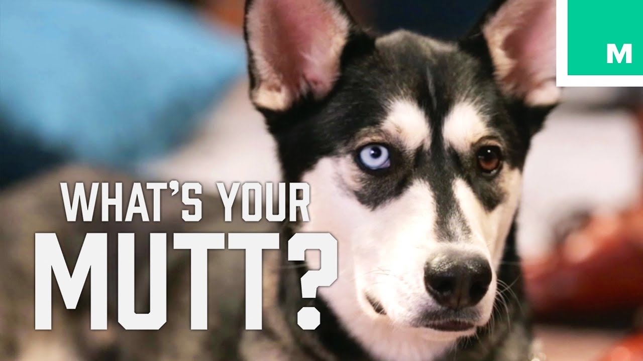 What Wild DNA Does Scout Have? - What's Your Mutt?