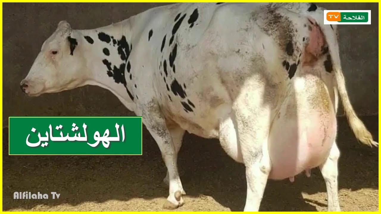 سلالة أبقار الهولشتاين | مميزاتها وخصائصها الانتاجية والاستثمارية