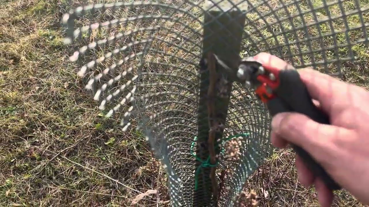 Maximální růst hrušní v prvních letech po výsadbě? Moje osvědčená metoda co funguje. Radkův sad