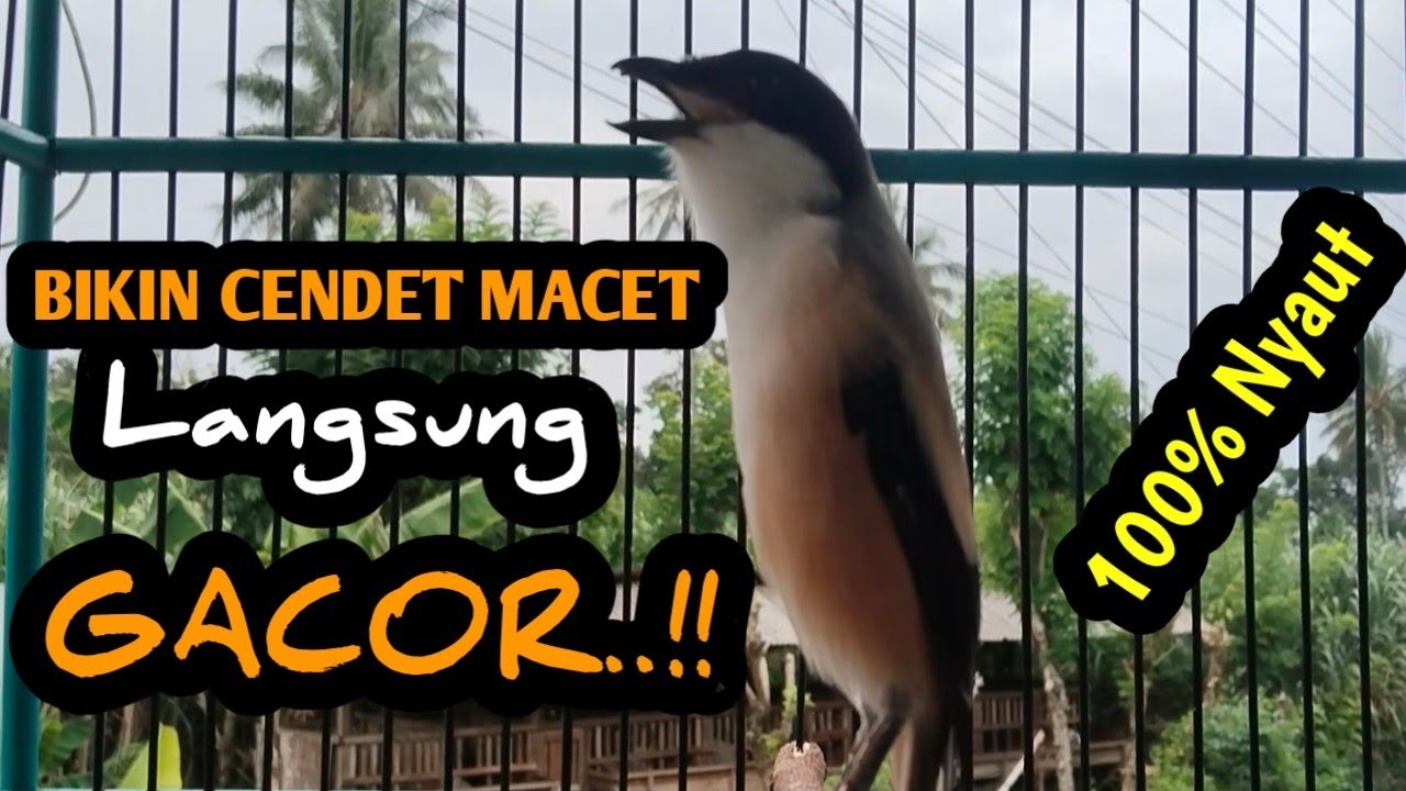 MASTERAN CENDET GACOR FULL ISIAN. Bikin cendet macet bunyi langsung gacor seketika. 