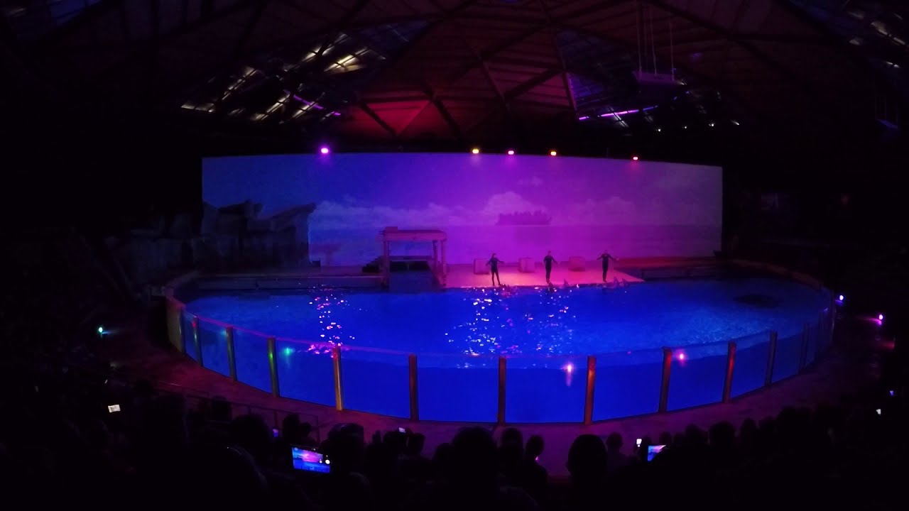 Show: 'Dolfijnenshow' 🐬 (part 2) HD/POV 2019 - Boudewijn seapark