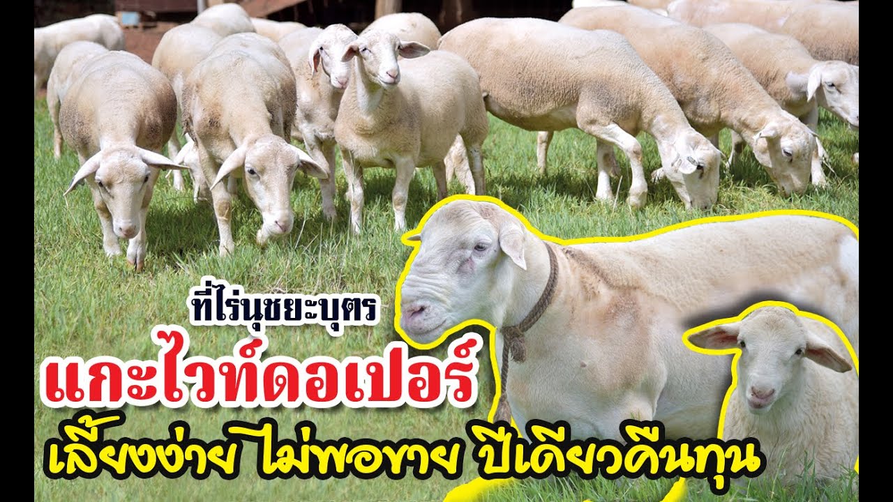 EP15. แกะไวท์ดอเปอร์ เลี้ยงง่าย ไม่พอขาย ปีเดียวคืนทุน ที่ไร่นุชยะบุตร  โทร.0881935555