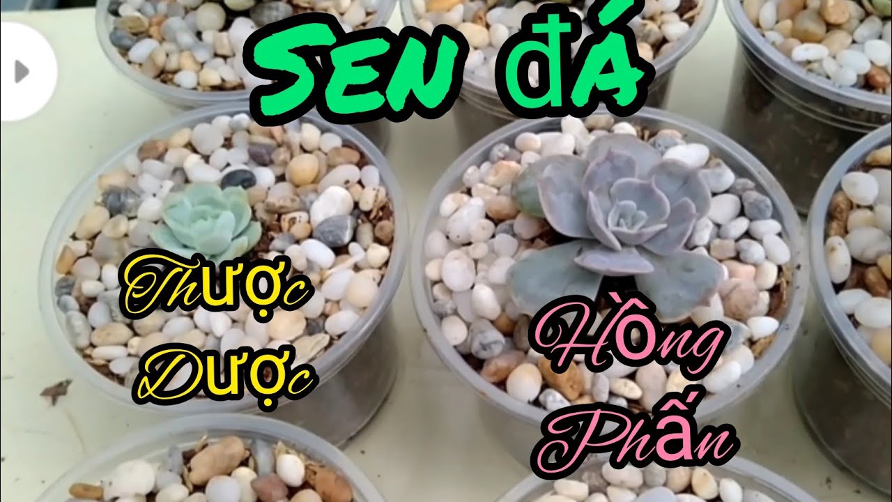 Cách trồng sen đá hồng phấn, thược dược - How to grow pink stone lotus, dahlia.