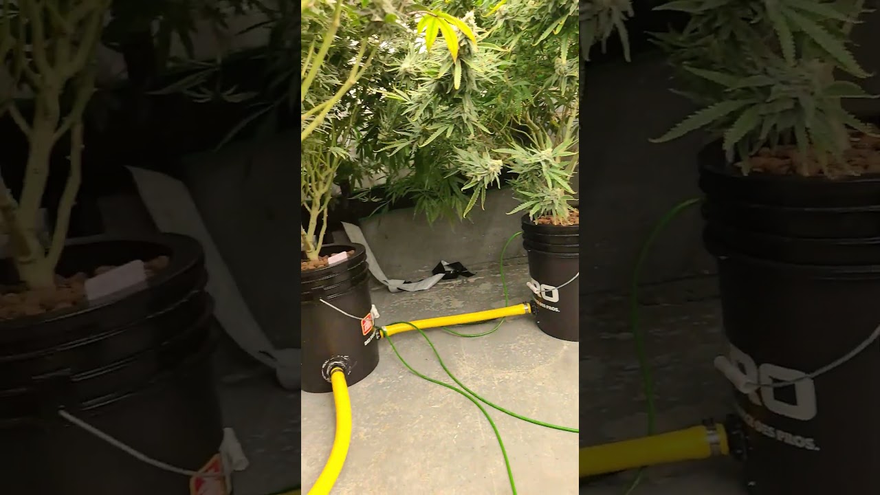 just some buds bud #garden #gardening #hydroponics #hydro #deepwaterculture #ehcanada #led
