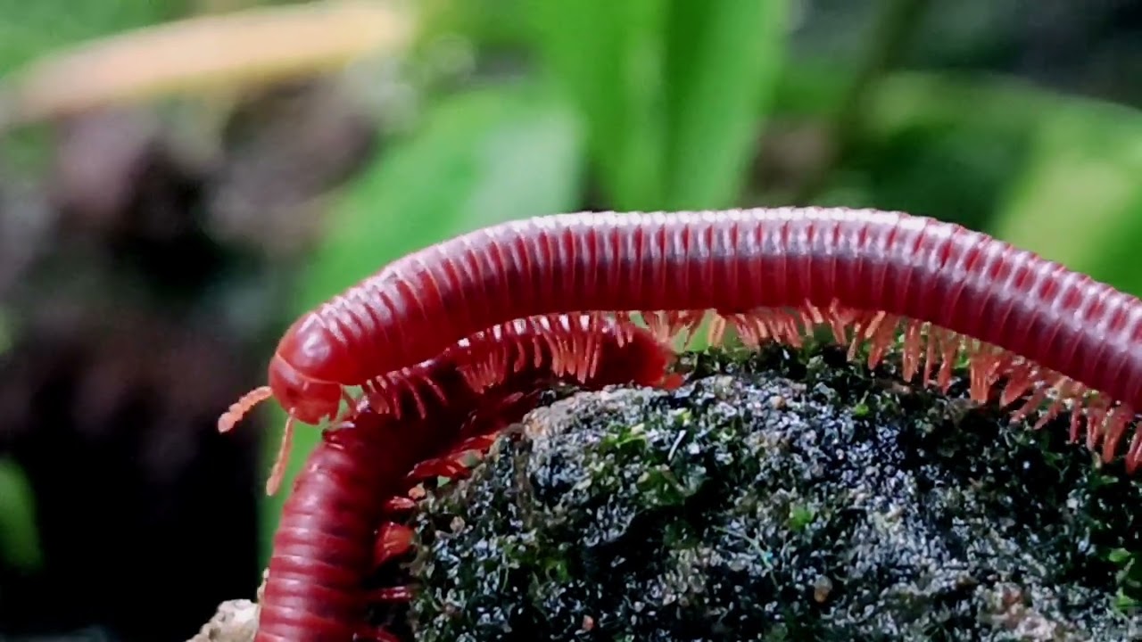 The Giant Millipede: 256 Legs in Perfect Motion!