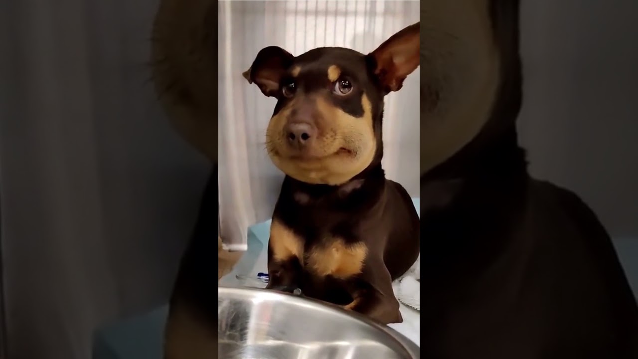 DOG bitten by SNAKE | daily video - DAILY 🐶 ANIMALS 😻 SHORTS #shorts