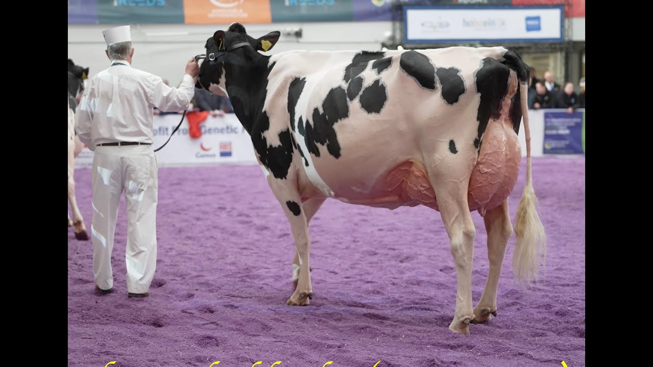 UK Dairy Expo 2025.Holstein Grand Champion Class.Part 1.BERRYHOLME CHIEF ROSE & Matilda