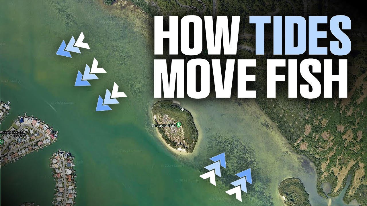 How Tides Move Fish (And How to Catch Them!)