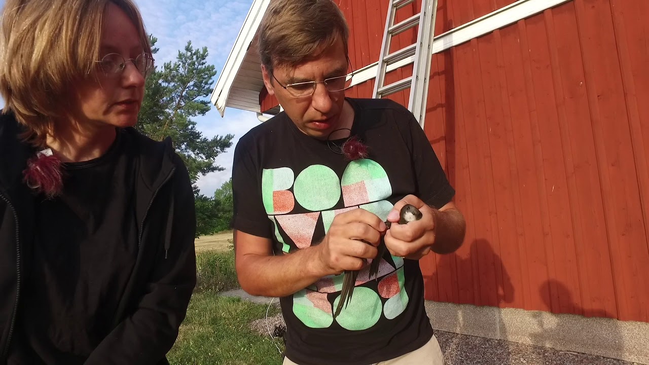 Ringmärkning av tornseglare i holk
