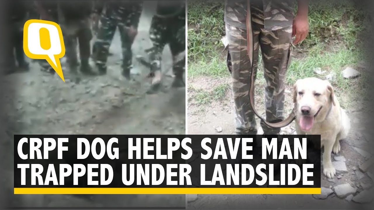 Alert CRPF Dog Helps Save Man Trapped Under Landslide Debris in J&K | The Quint