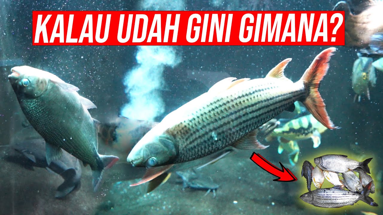 TANGGUNG JAWAB!!! ATAS KEMATIAN MASAL IKAN PREDATOR KARENA ZAT KIMIA!!!