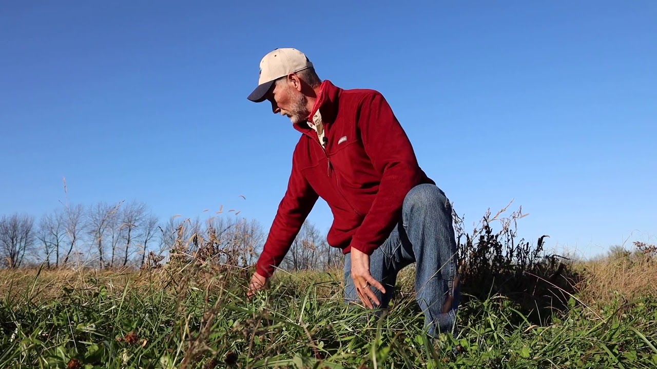 Dave Burge   Producer Testimonial   Bale Grazing