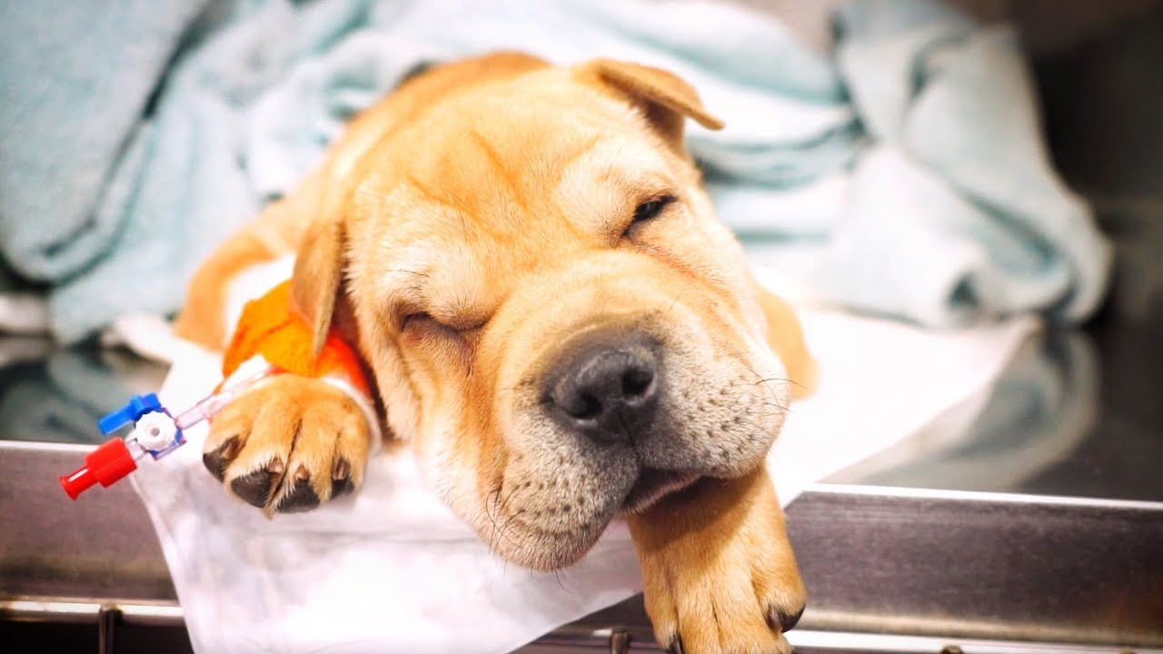 Someone broke this little puppy's jaw... we are going to fix it !