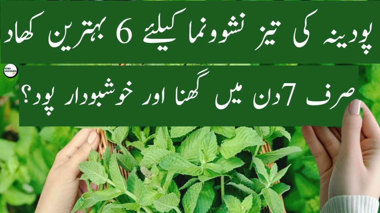 best fertilizer for mint plant |homemade fertilizer for pudina
