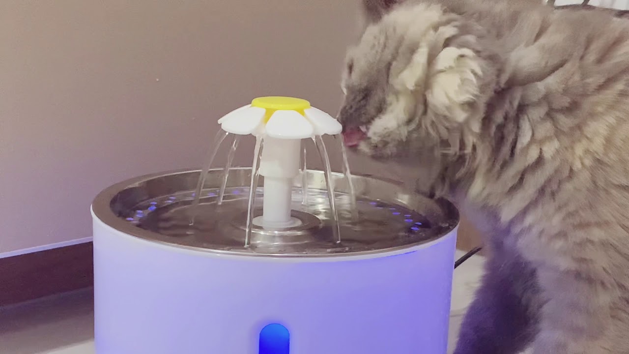 New Cat Water Fountain