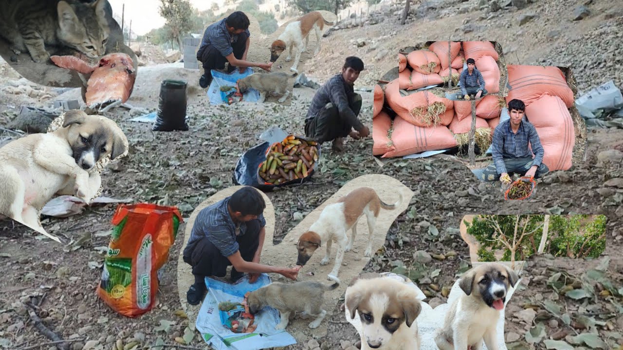 В этом видео Карам отправляется в горы собирать дубовые желуди, известные в этих